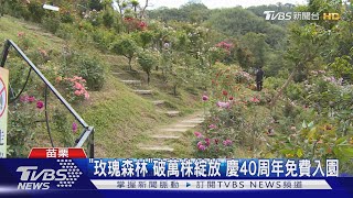 「玫瑰森林」破萬株綻放 慶40周年免費入園｜TVBS新聞