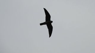 Eurasian Hobby (Falco subbuteo) (slow motion flight)