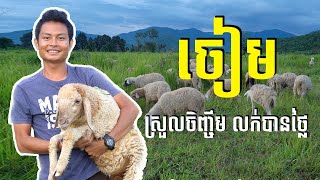 Sheep Farm​ | ចៀមស្រួលចិញ្ចឹម លក់បានថ្លៃ