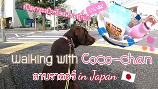 #158 Walking with Coco🐕 เดินเล่นกับลาบราดอร์ที่ญี่ปุ่น🇯🇵 ของมันต้องมีของน้องหมาญี่ปุ่น🐶