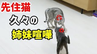 先住猫2匹が久々の姉妹喧嘩！