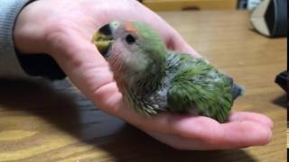 コザクラインコさし餌 雛