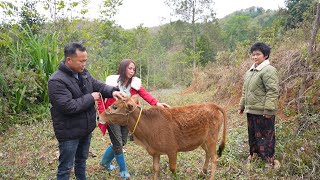 Đầu xuân thăm lại mẹ con nhà bé Sao ngố con bê tưởng lên gác bếp rồi