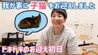 ついに！！生後2ヶ月の子猫をお迎えしました。メスのサビ猫ちゃん。我が家に3匹目の新入り猫がやってきた！新しい家族ドキドキの初日。車でお迎え→動物病院へ。