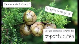 Message de l'arbre #5 - le cyprès de Podgorica - Voir les obstacles comme des opportunités