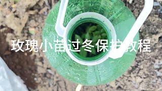 玫瑰小苗冬季如何过冬｜教你做一个简单的防冻罩｜How to keep rose seedlings alive in winter |