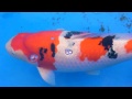 2012tyh 18th koi show 桃園縣愛鯉協會第十八屆錦鯉品評會 20壯魚總冠軍頒獎