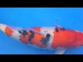 2012tyh 18th koi show 桃園縣愛鯉協會第十八屆錦鯉品評會 20壯魚總冠軍頒獎