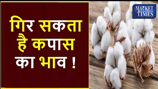 गिर सकता है कपास का भाव #kapas #mandi #agri #cotton @bhav #price