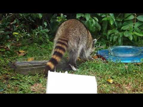 Baby Raccoon Playing It is Fun To Watching Him! Baby Raccoon Playing It is Fun To Watching Him!