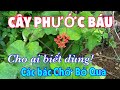 Phước Báu Cho Ai Có Được Cây Này, Nhiều Khi Hơn Cả Triệu Tiền Chạy Chữa | CTVC