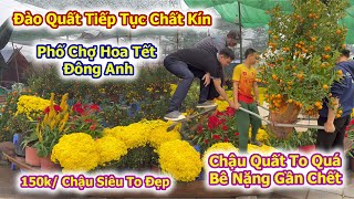 Shocking Scene: Man Remains Complaining While Six People Carry Kumquat Tree at Dong Anh Tet Flowe...