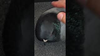 Meet the CALMEST PIGEON in the WORLD