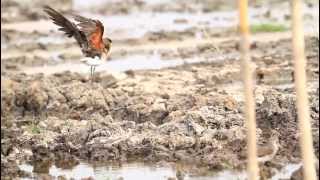 ♪鳥くん野鳥動画（タイThai）ツバメチドリ水浴びOrientalPratincole