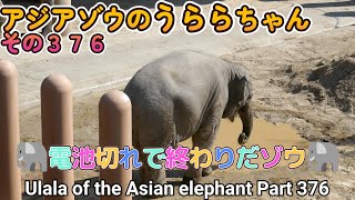 アジアゾウのうららちゃん（３７６）🐘電池切れで終わりだゾウ🐘（東山動植物園）Ulala of the Asian elephant Part 376