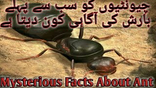 How ants 🐜 predict rain?| Mysterious facts about ant| Ant documentary