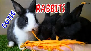 LIVE DICTIONARY - 4K Animal Footage ~ RABBIT | CON THỎ | LAPIN | KANINCHEN | ウサギ | 토끼 | n39 vlog