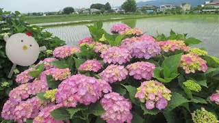 開成町あじさいの里に行きました（開成町あじさいまつり開催の３日前撮影）