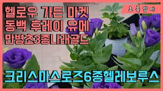 헬로우 가든마켓 🌳크리스마스 로즈 6종 헬레보루스🌸만병초 3종🌸일본동백유메 후레이🌸나래골드 실버스타 사이프러스 문그로우🌸무늬하트알로카시아 눈꽃율마🌸전화주문010 5018 1310🌳