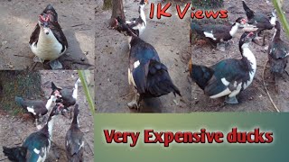 Sara chameli ducks farm in Assam//काला बठख पालन/Black ducks/Very Expensive ducks