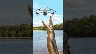 ড্রোন দেখে কুমির কি করলো | Funny Crocodile vs Drone #drone #crocodile #minizoo #funny