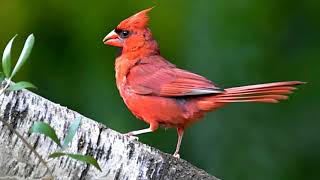 Song of the Northern Cardinal.(Cardinalis cardinalis).