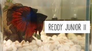 Betta Flaring - Blackie v Reddy Jr 斗鱼展鳍