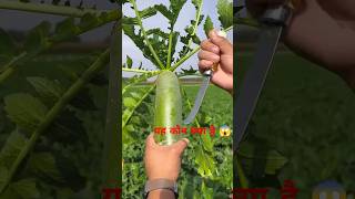 यह कौन😱 #satisfying #radish #fruit #garden #redradish #sorts  #trending