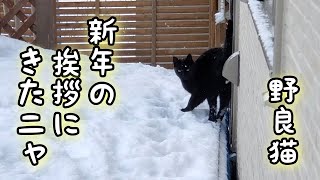 朝から新年の挨拶に来た？野良猫クロちゃん