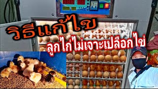 วิธีแก้ไข่ตู้ฟักไข่ ลูกไก่ไม่เจาะเปลือกไข่