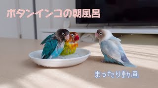 ボタンインコ　ウロコインコ　朝の水浴び（まったり動画）