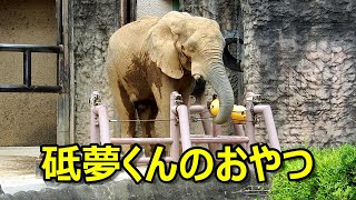 砥夢くんのおやつ　African elephant(アフリカゾウ)　多摩動物公園