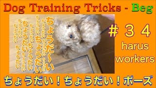 トイプードルのちょうだい！ちょうだい！ポーズ Dog Trick \