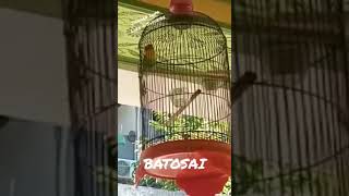 Lovebird Batosai, Ngekek harian di rumah