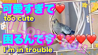 可愛いオカメインコ　甘える姿が可愛すぎて困るんです❤️ my pretty bird