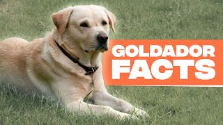 Goldador Dog Breed: The Golden Retriever and Labrador Mix