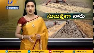 JaiKisan TS | 8th Dec'17 | New method for paddy saplings introduced by warangal scientists