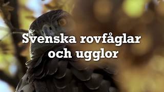 Svenska rovfåglar och ugglor Trailer (Sol7491)