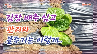 김장 무, 배추 심은 밭 물 주기 이거 이용하면 물 많이 필요 없다.Watering the fields planted with radish and cabbage...