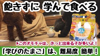 第135わん「巨大ボールを攻略するトイプードルと、おこぼれをもらうトイプードル」