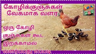 கோழிக்குஞ்சுகள் வேகமாக வளர சிறந்த முறை/ How to feed Chicks and growth  fast