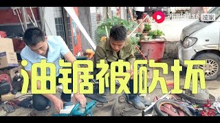 【山鍋兄弟】30来棵树砍坏了两把油锯，山锅兄弟把树全卖了也不够赔！