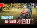 【#榴莲实验室】把草顾好榴莲树才会壮！