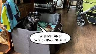 Pugfest Broke My Dogs (Full Nap Mode)