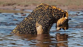 Millions of Bees Attack Lion – Vet Turns Pale Upon Uncovering the Raison..