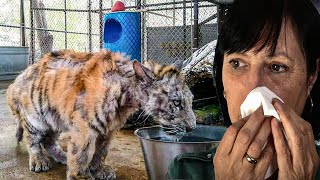 Sick tiger cub is rescued from abusive circus and finds love along the way compressed