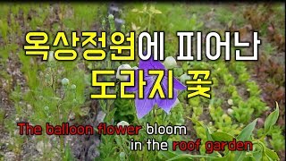 옥상정원에 피어난 도라지 꽃(Balloon flowers blooming in the roof garden.