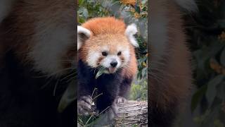 20241003竹モグモグ🎋ソラちゃん #レッサーパンダ #羽村市動物公園 #ヒノトントンzoo #ソラ #redpanda