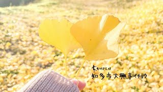 愛知イチョウ🍁知多市大興寺イチョウ【フォトジェニック】【インスタ映え】【絵になる風景】