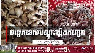 បច្ចេកទេសបណ្ដុះផ្សិតកញ្ជោរ | BC News